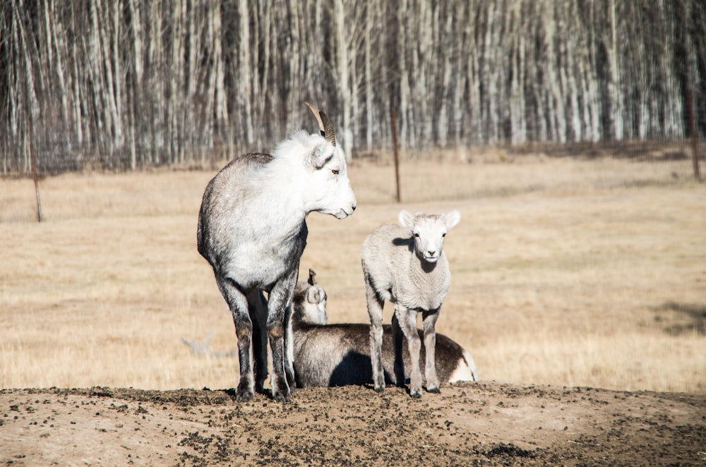 herd of goats on brown field during daytime