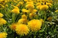 yellow flower with green leaves