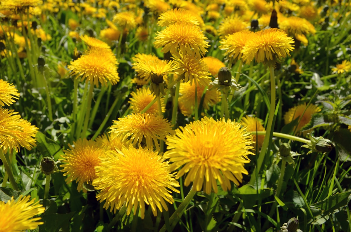 Discover Indian Dandelion Herb Uses in Home Remedies!