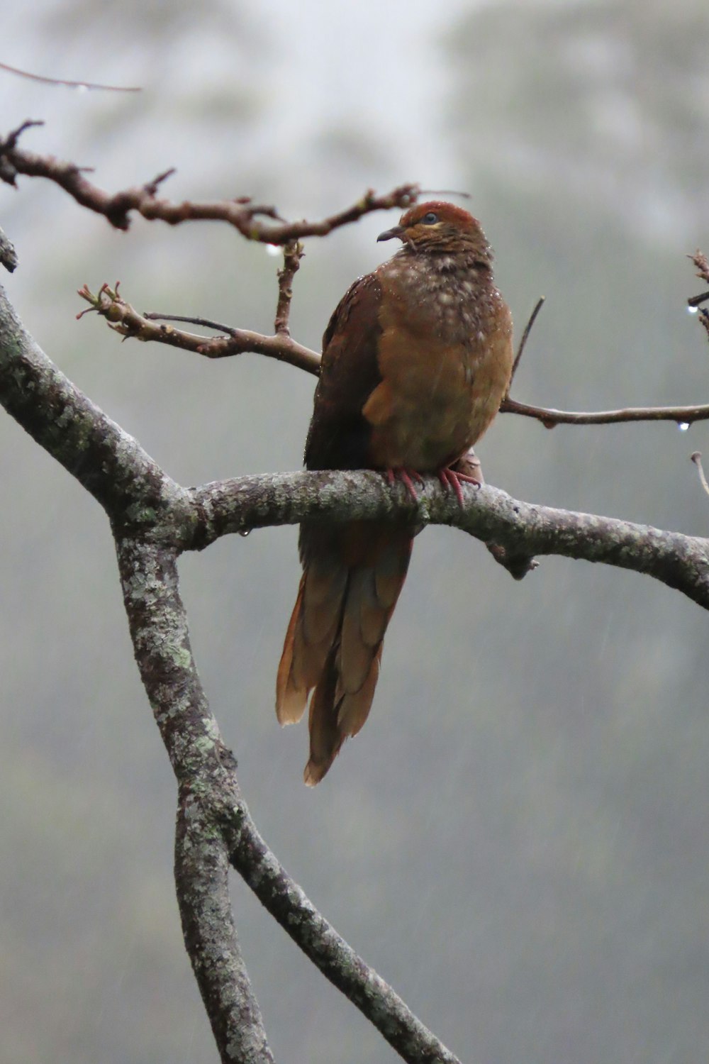 brown bird on tree branch during daytime