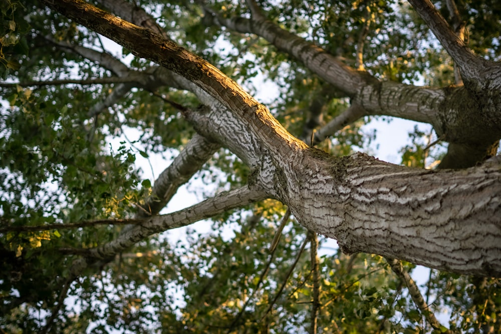 brown tree branch during daytime