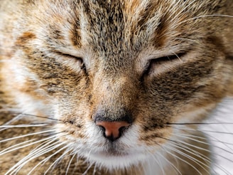 brown tabby cat in close up photography