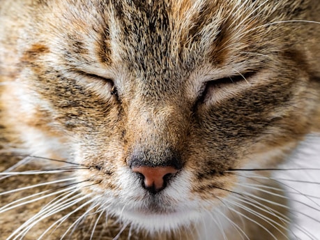 brown tabby cat in close up photography