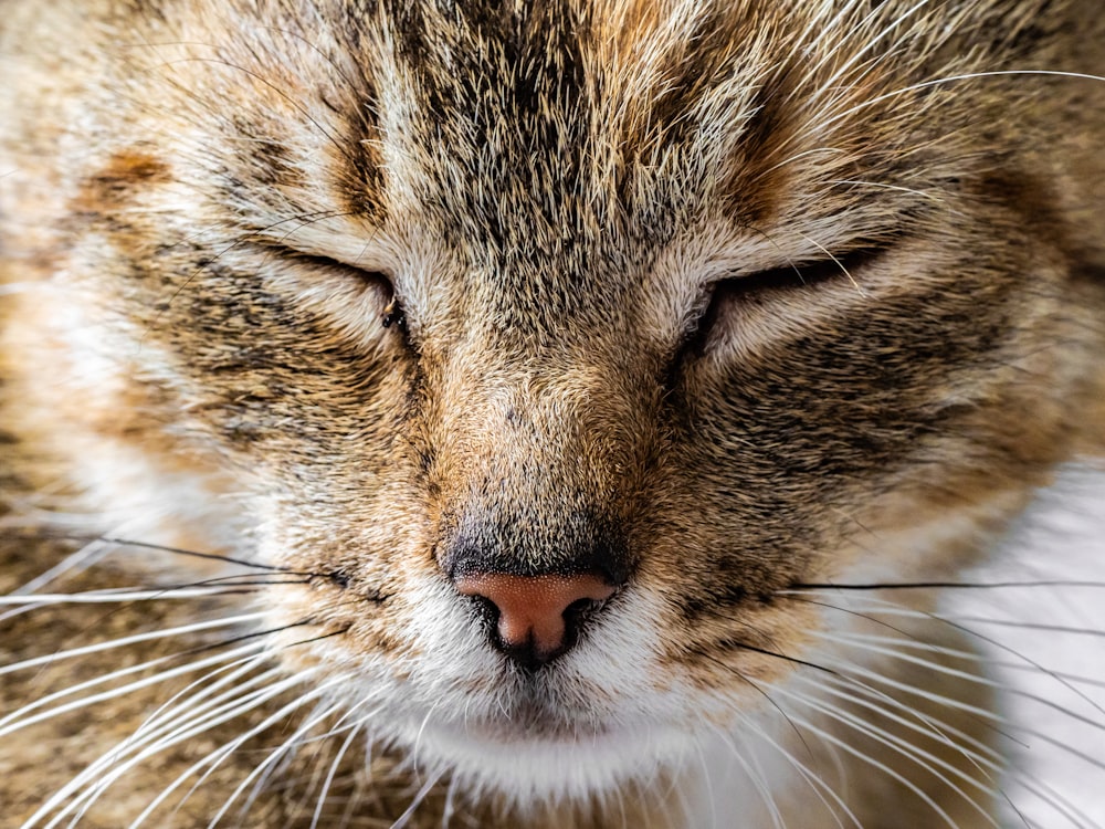 brown tabby cat in close up photography