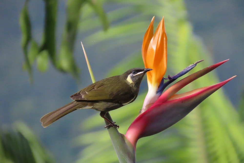 brown and black bird on red bird of paradise