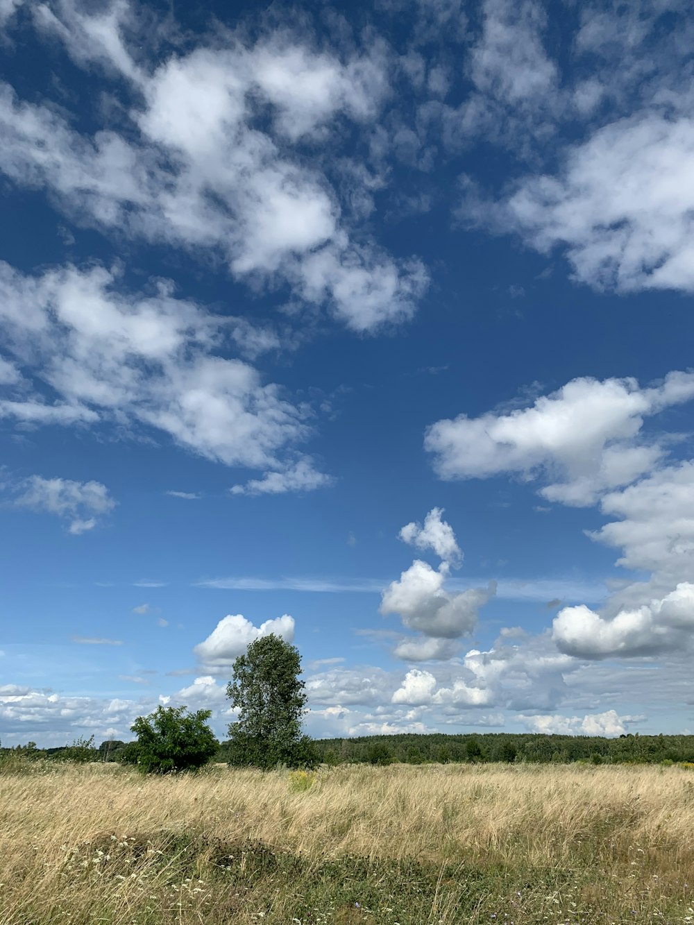 green grass field under blue sky and white clouds during daytime