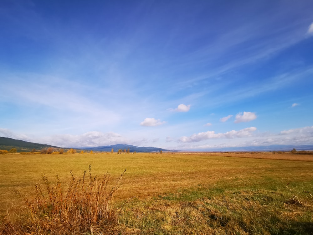 green grass field under blue sky during daytime