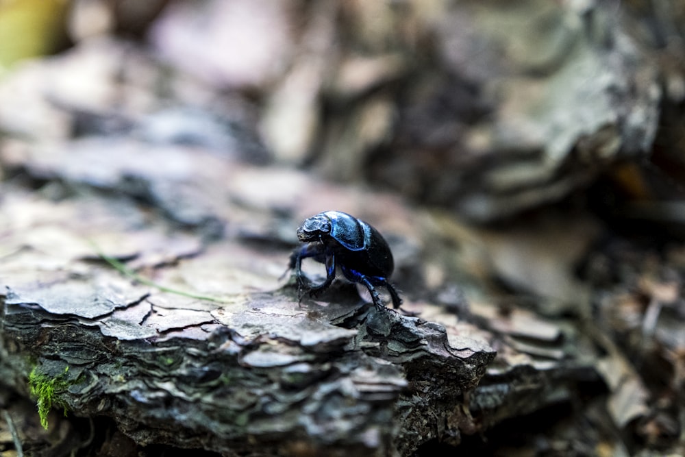 Escarabajo azul sobre madera marrón
