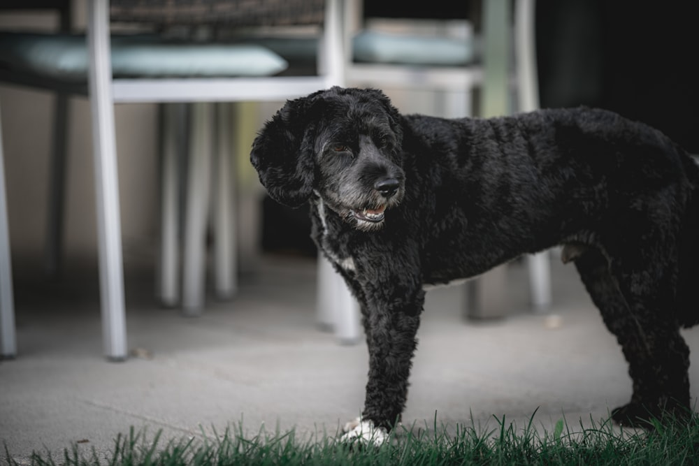 black curly coated small dog on green grass field during daytime