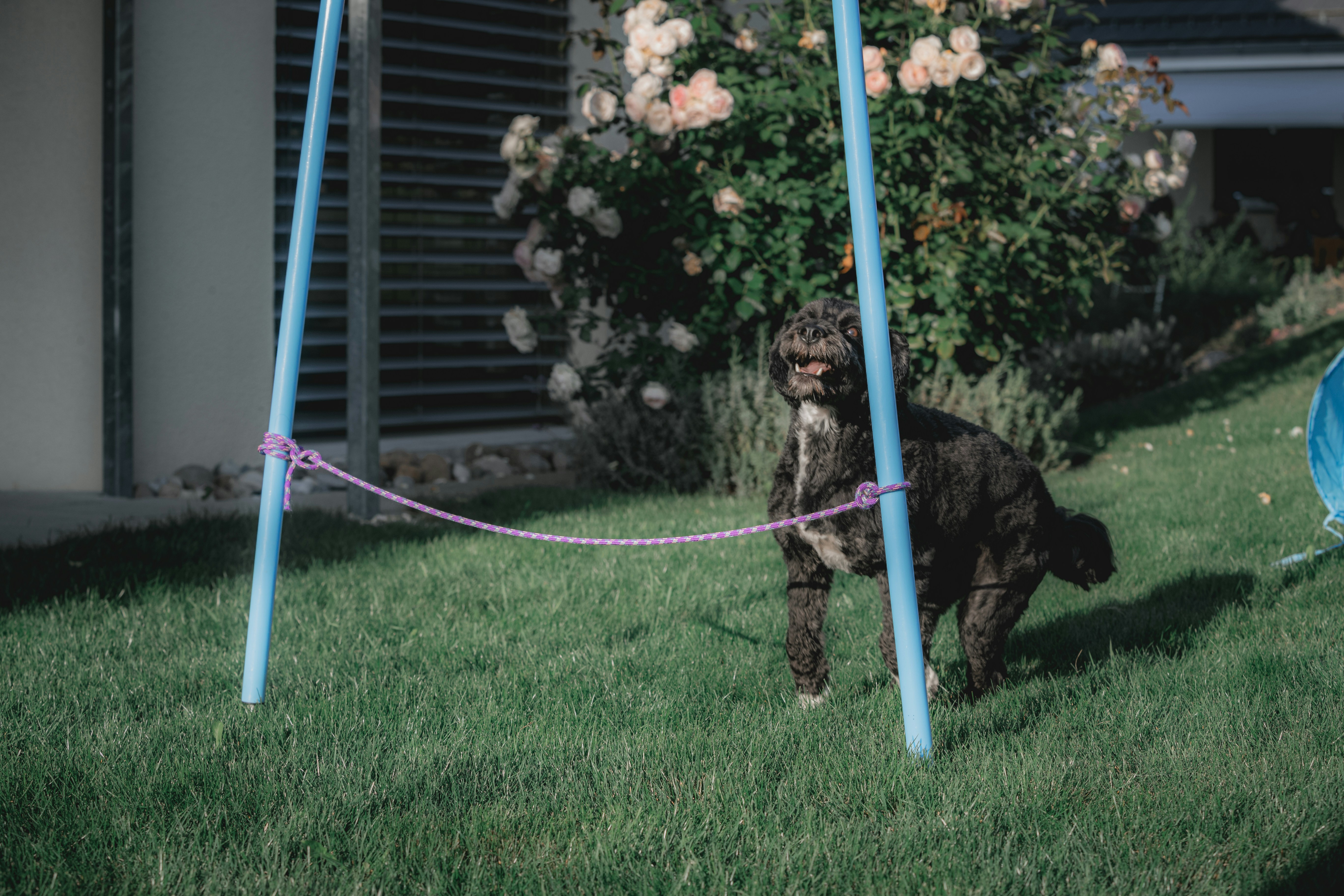 black and brown short coated dog on green grass field during daytime