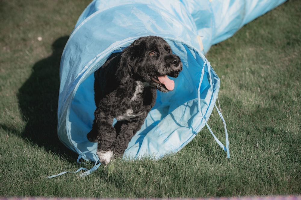 black and white short coated small dog on blue and white textile