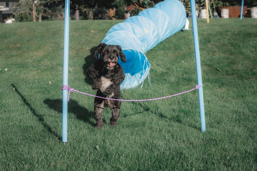 brown and black short coated dog on green grass field during daytime