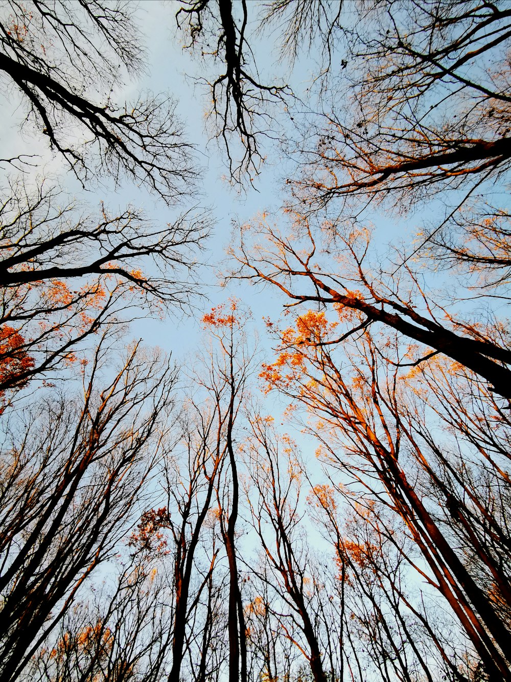 brown bare trees under blue sky during daytime