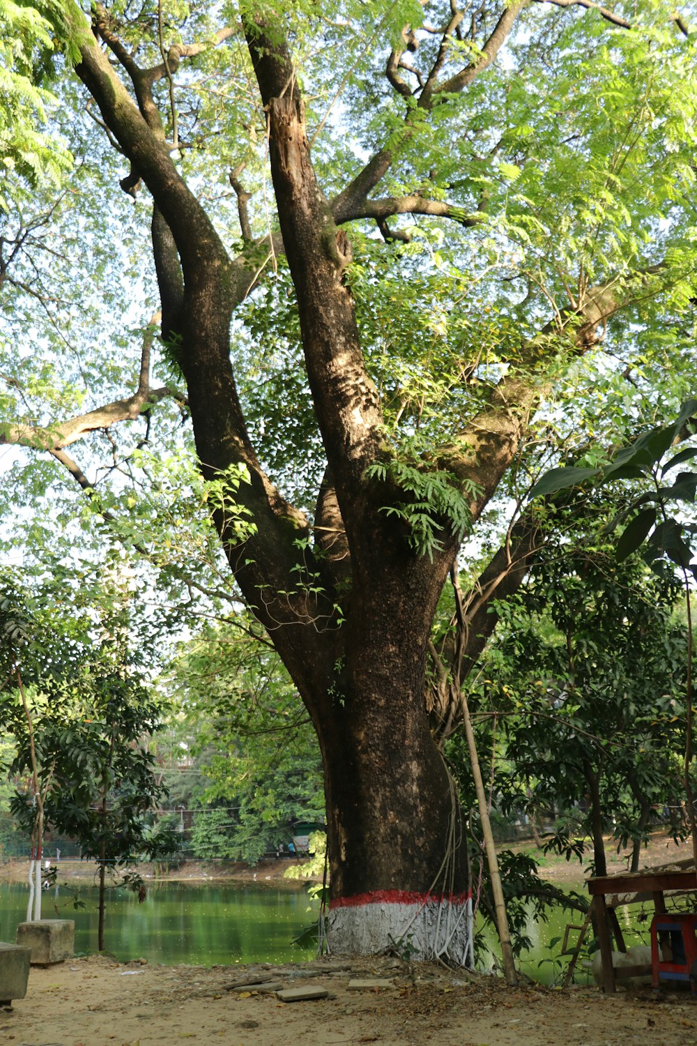 arbre vert et brun pendant la journée