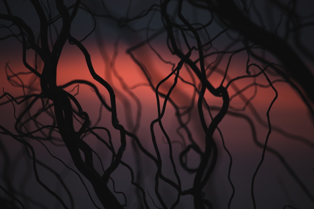 silhouette of tree branches during sunset