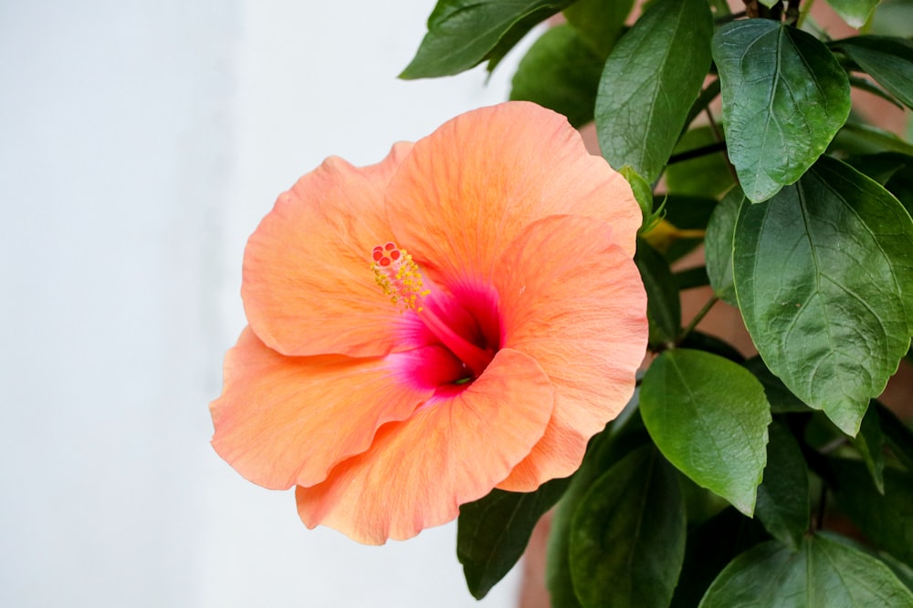 hibisco alaranjado em flor durante o dia