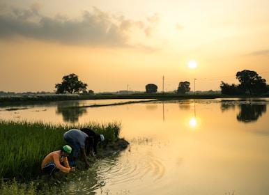 Farmers working together to harvest ripe paddy in lush green fields during sunset.