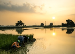Workers carefully harvesting rice in lush green paddies during golden hour.