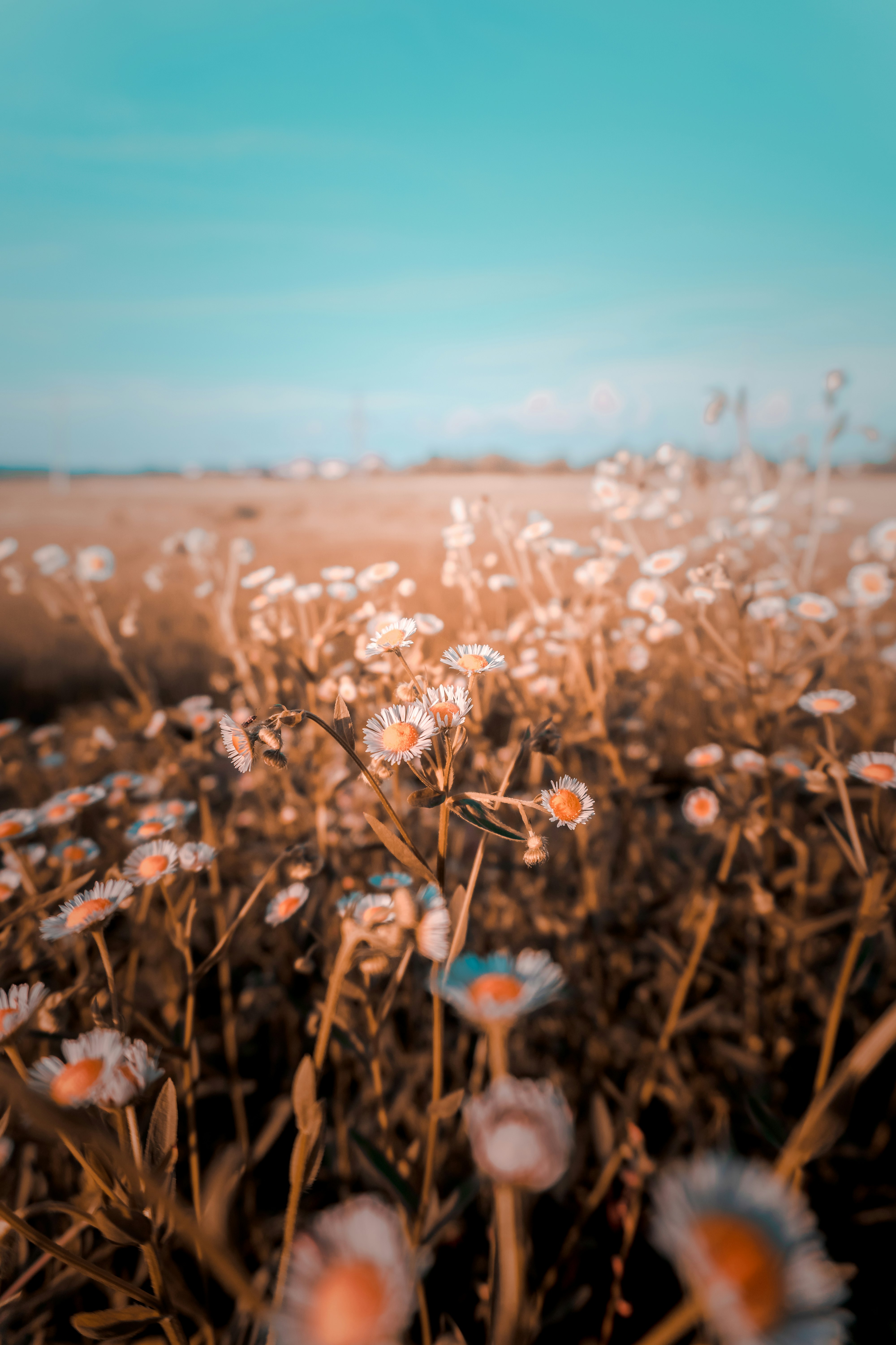 white flower on brown grass field during daytime