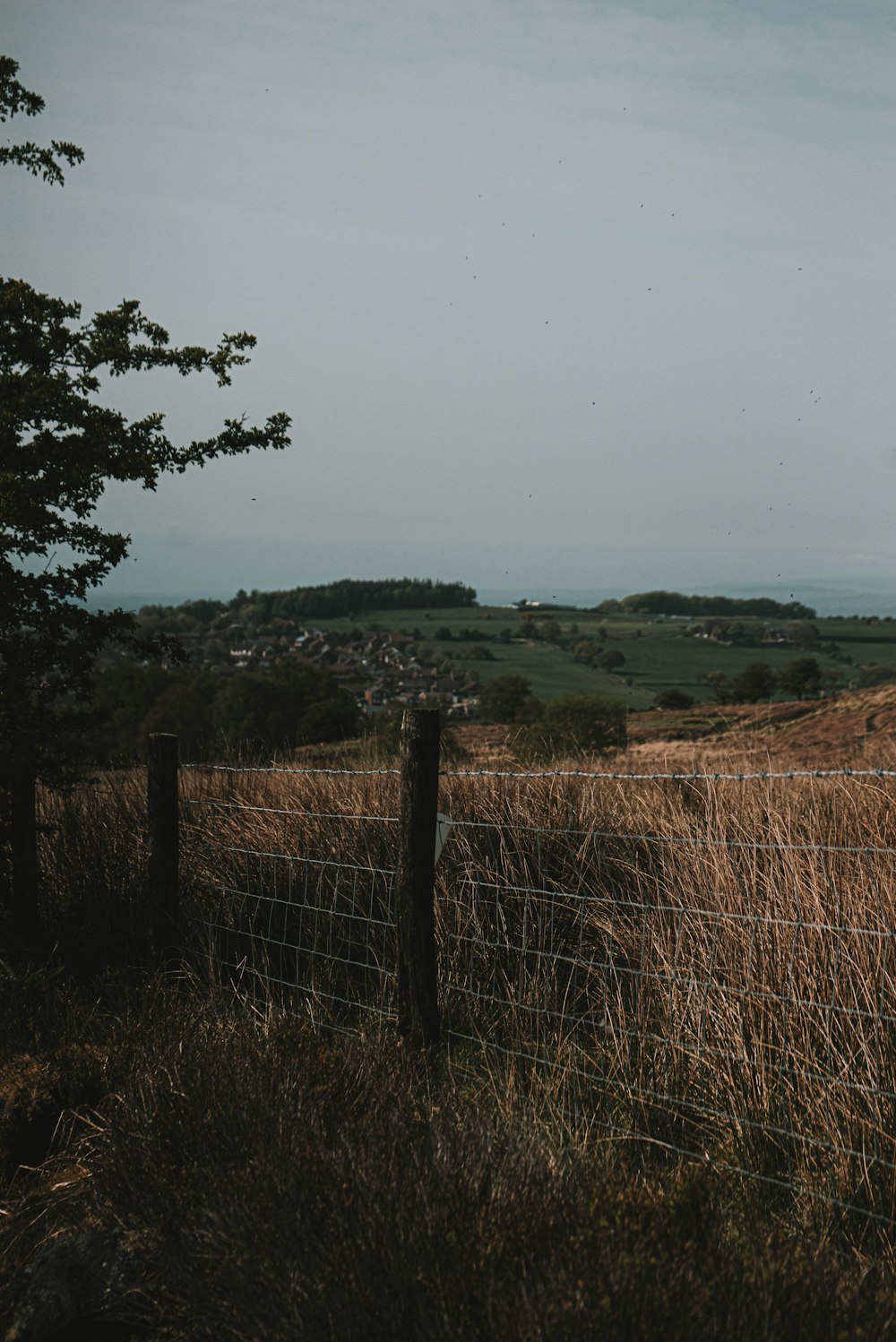 brown grass field near green trees under white sky during daytime