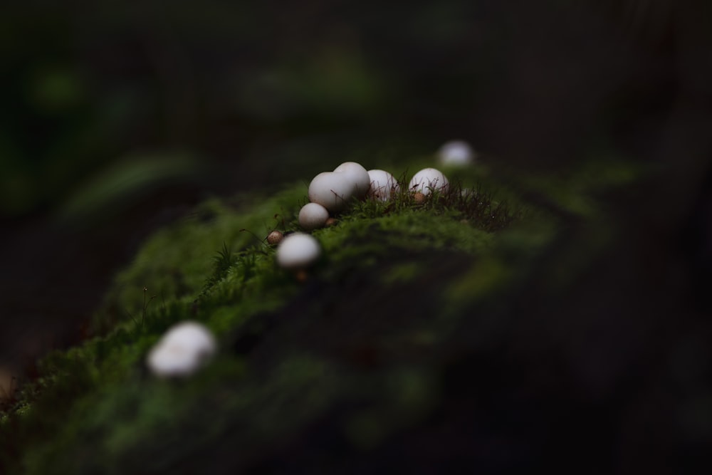 white round fruits on green moss