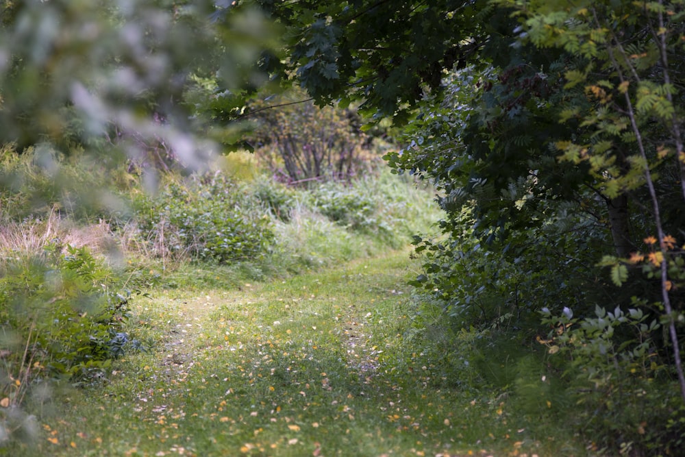 green grass field with trees