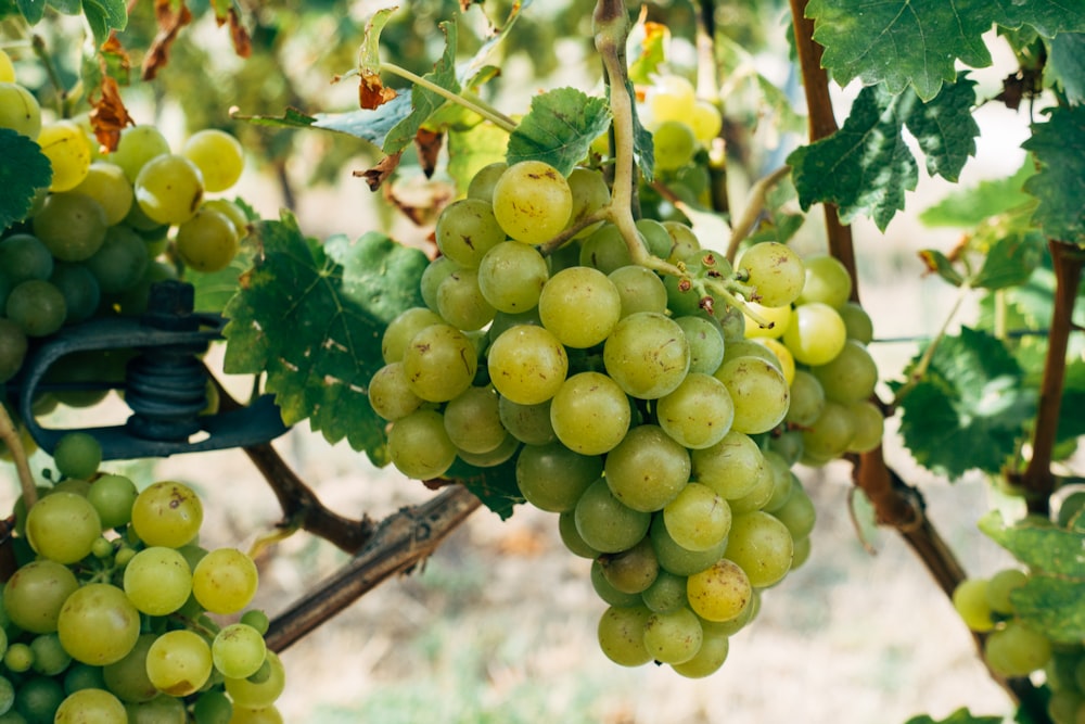 green grapes on brown tree branch during daytime