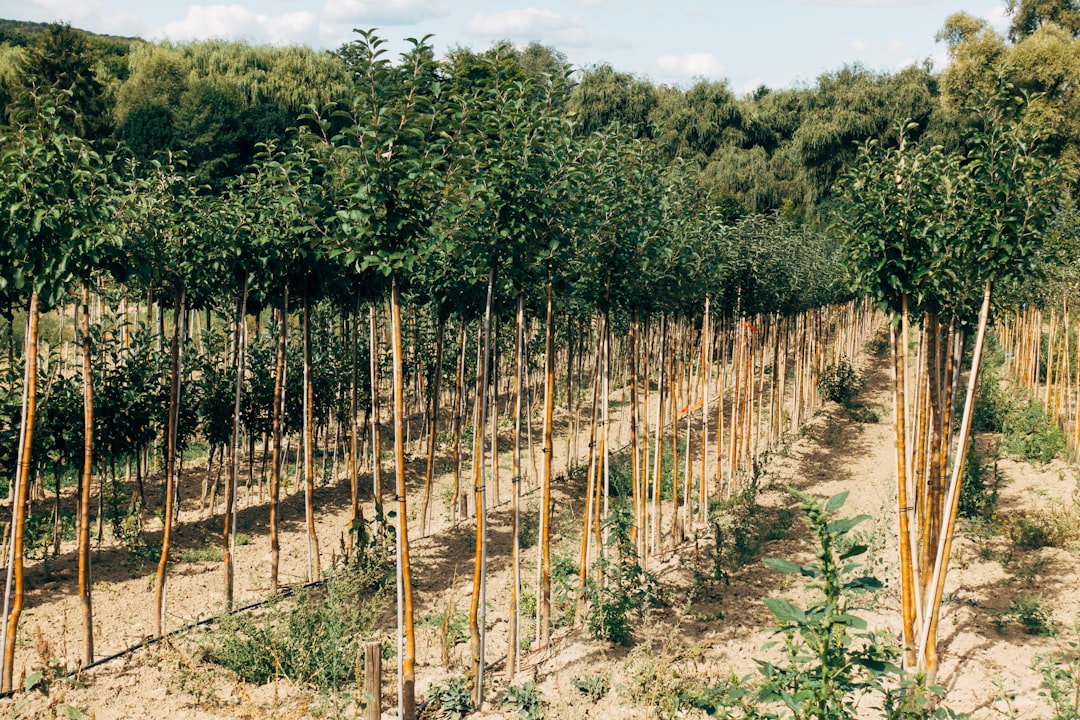 green trees and plants during daytime