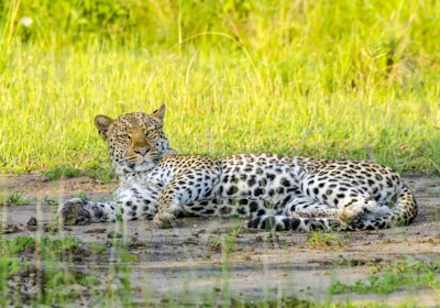 Uganda Rundreise Queen Elizabeth Nationalpark liegender Leopard