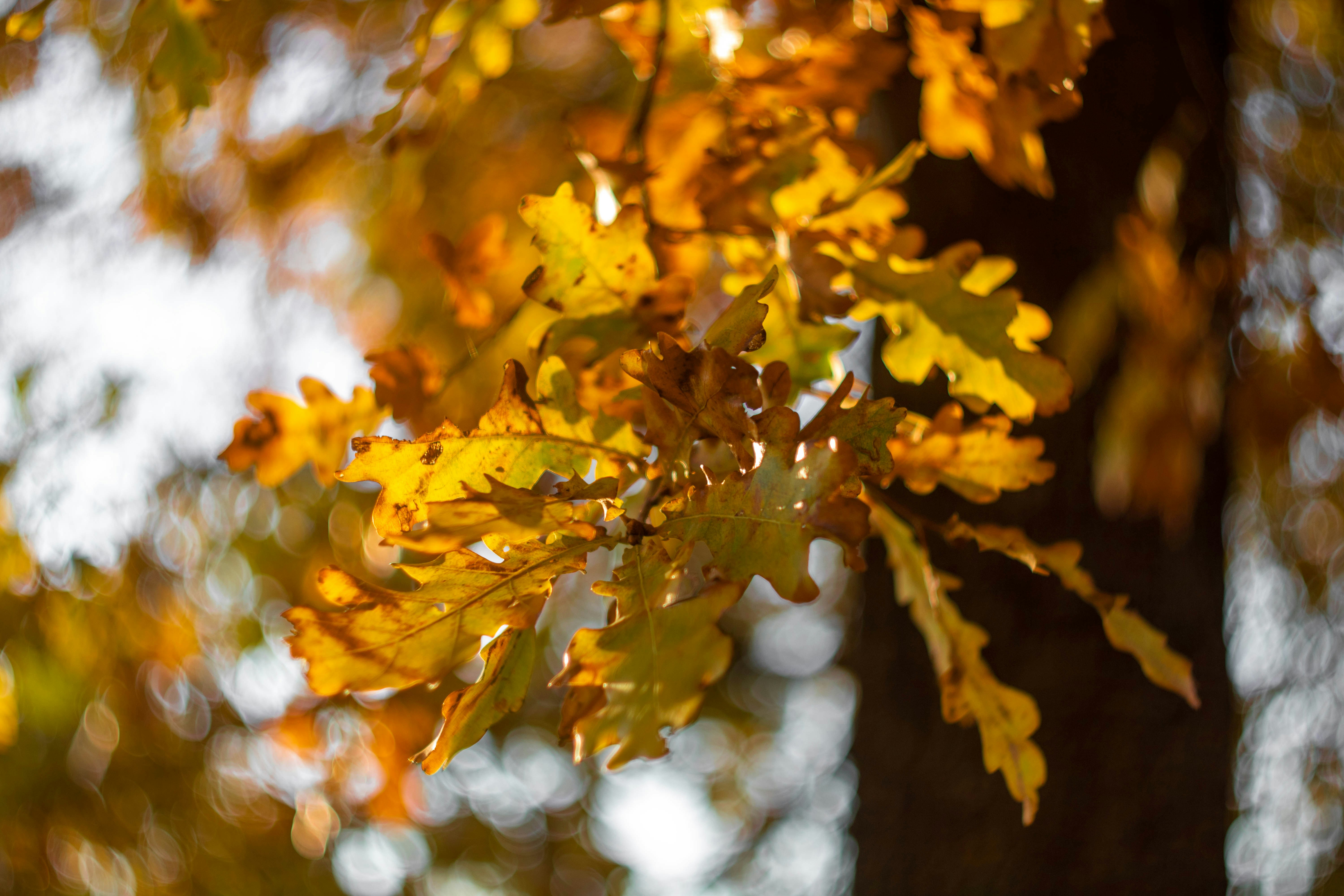 Photo by d_lipenchuk