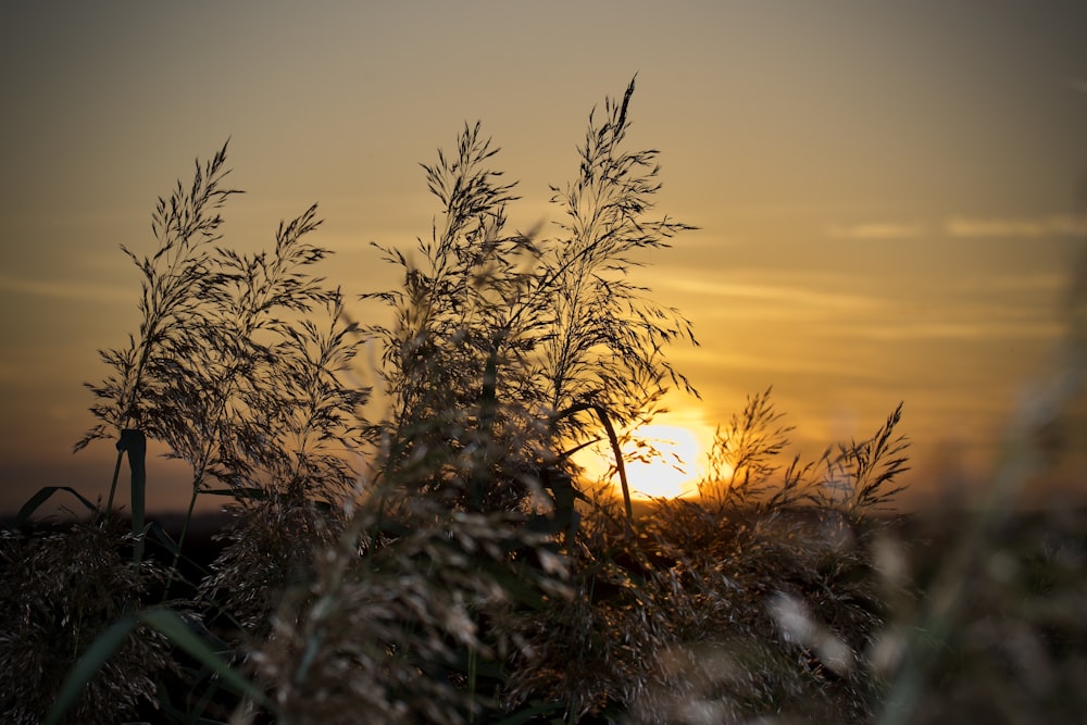 green grass during golden hour