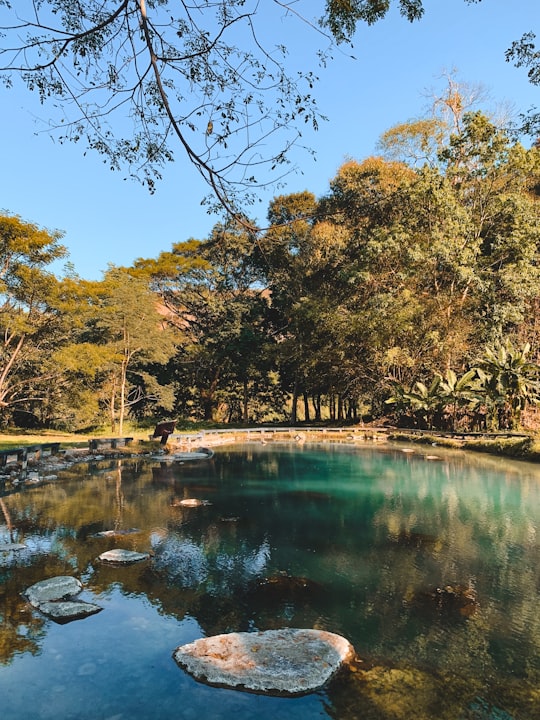 green and brown trees beside river during daytime in Chiang Rai Thailand