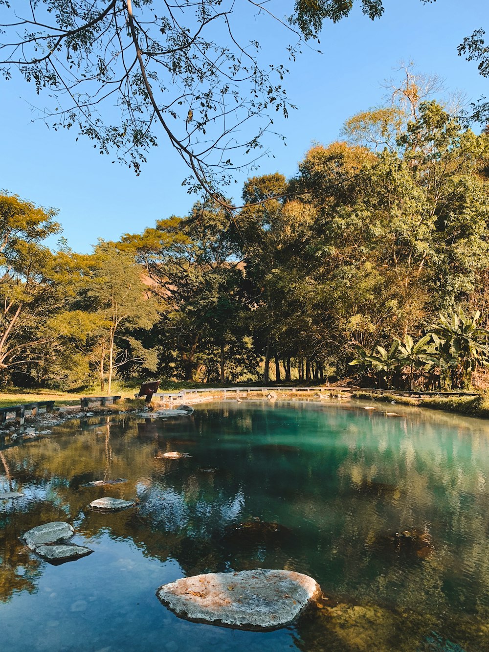 green and brown trees beside river during daytime