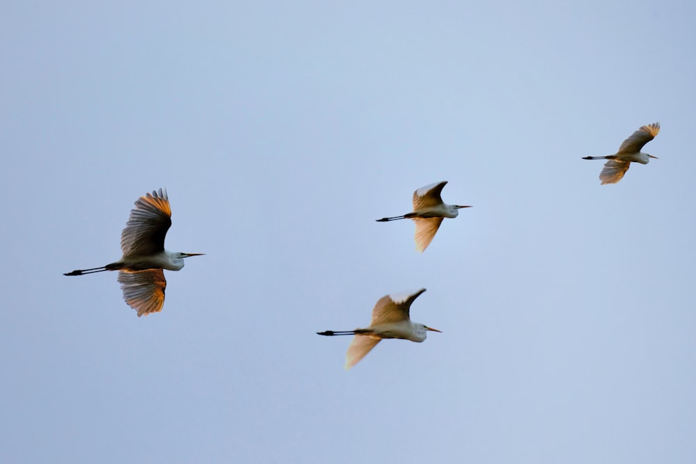 a flock of birds flying through a blue sky