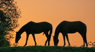 Sunset silhouette of horses resting peacefully under tall trees at the yeguada.