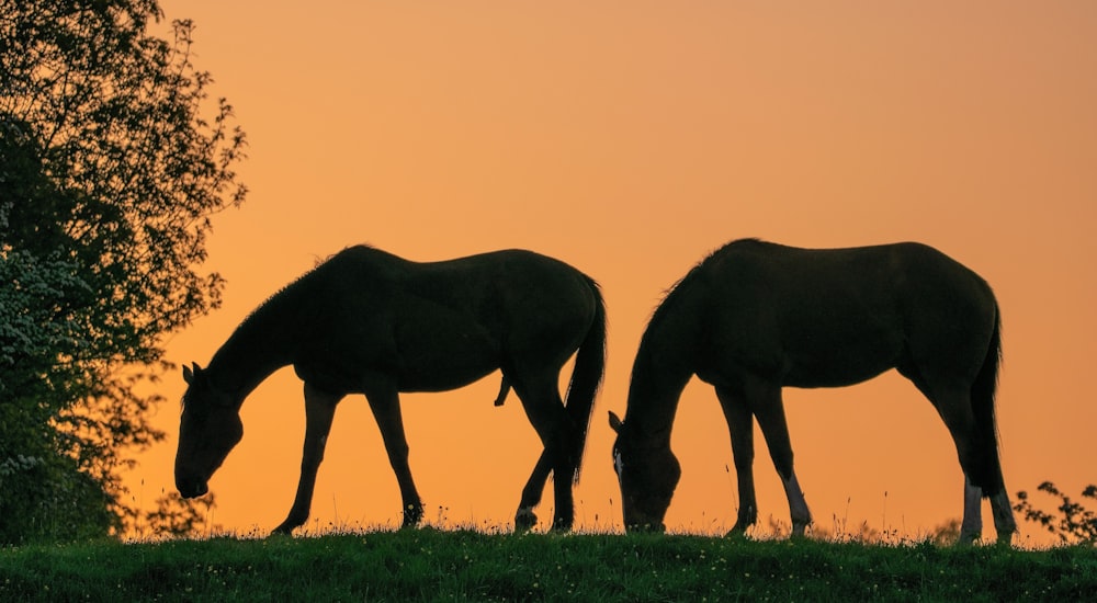 brown horse eating grass on green grass field during daytime