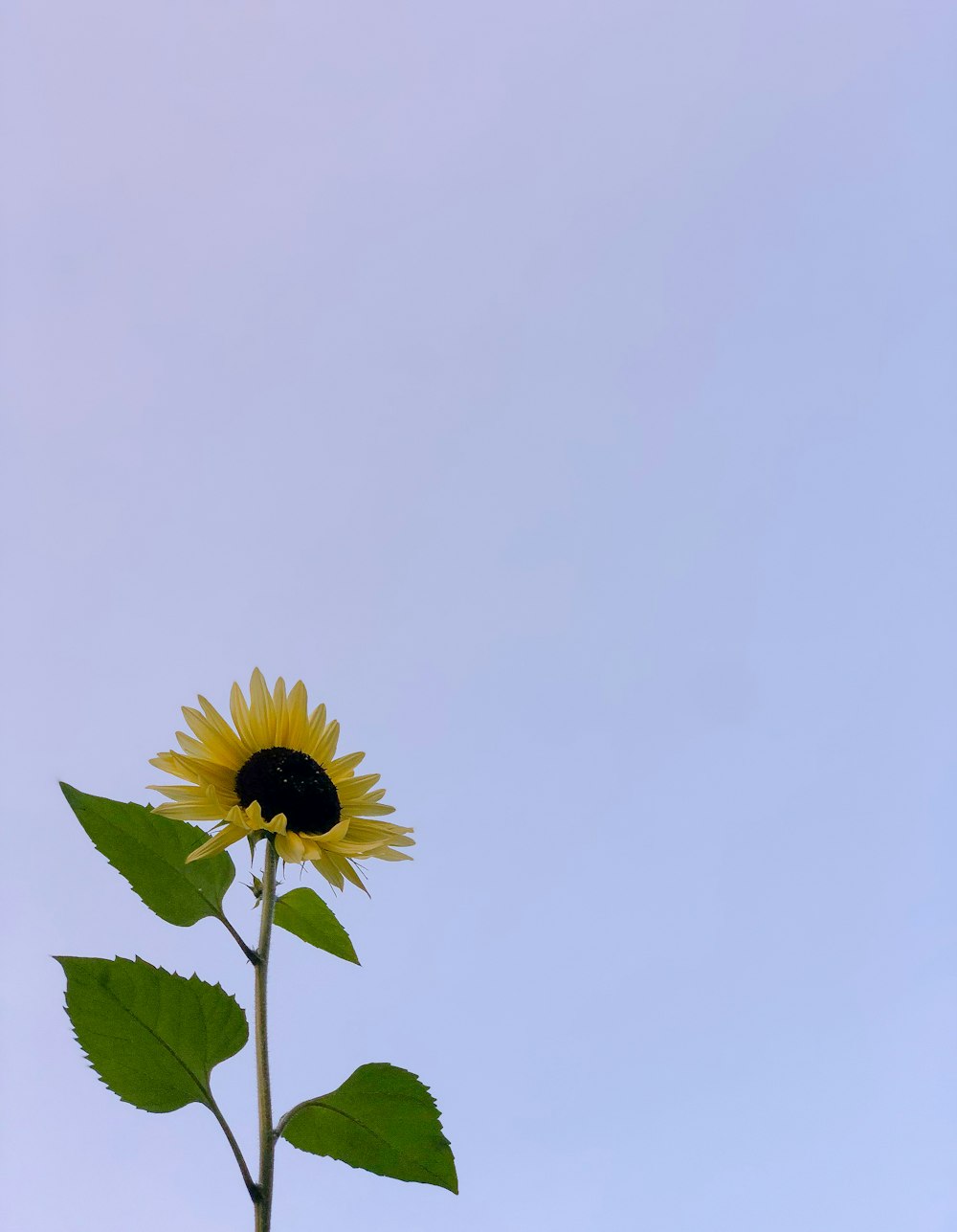 yellow sunflower under white sky