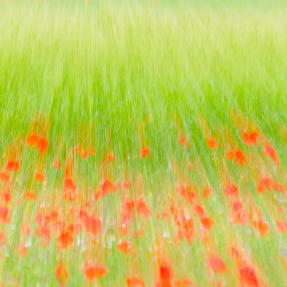 green grass field during daytime