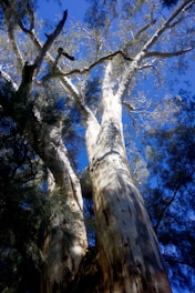 Tall eucalyptus trees with smooth, pale bark stretch upwards against a bright blue sky. Sunlight filters through the leaves, casting dappled shadows on the trunks.