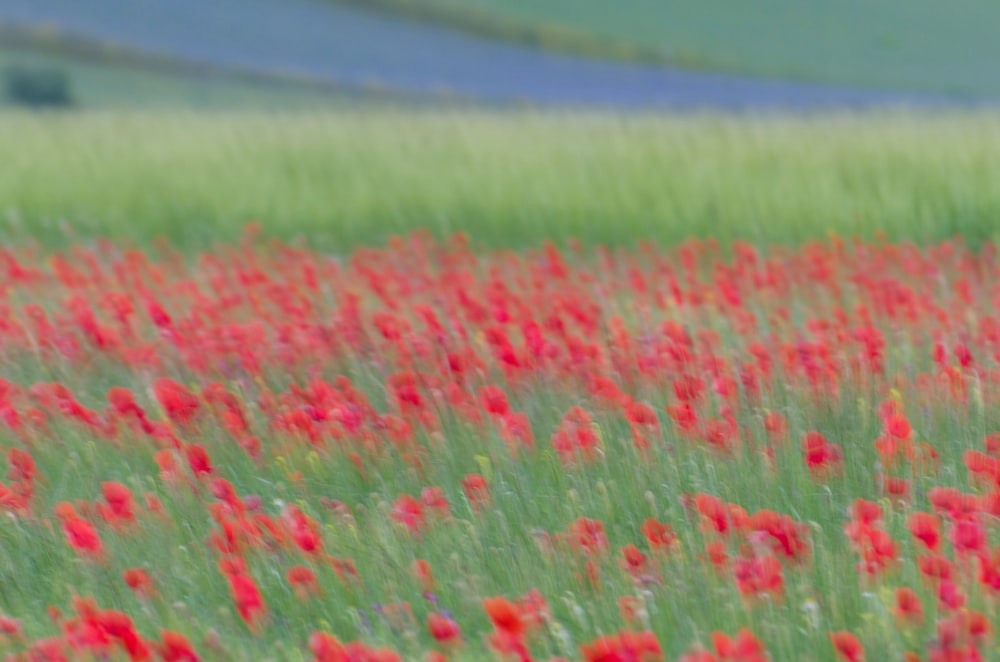 red flower field during daytime