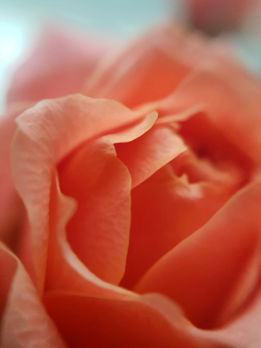 pink rose in close up photography