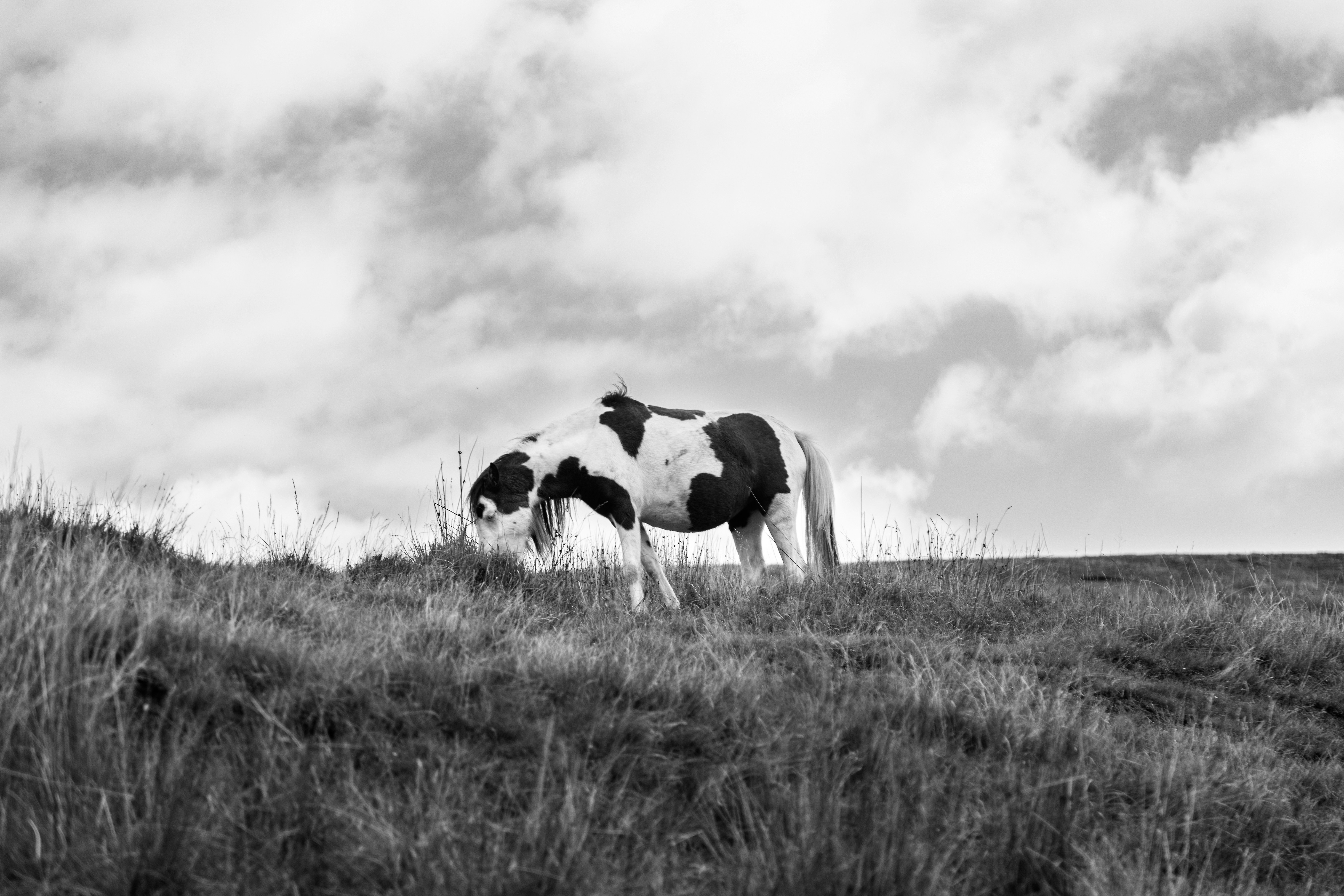 grayscale photo of 2 horses on grass field