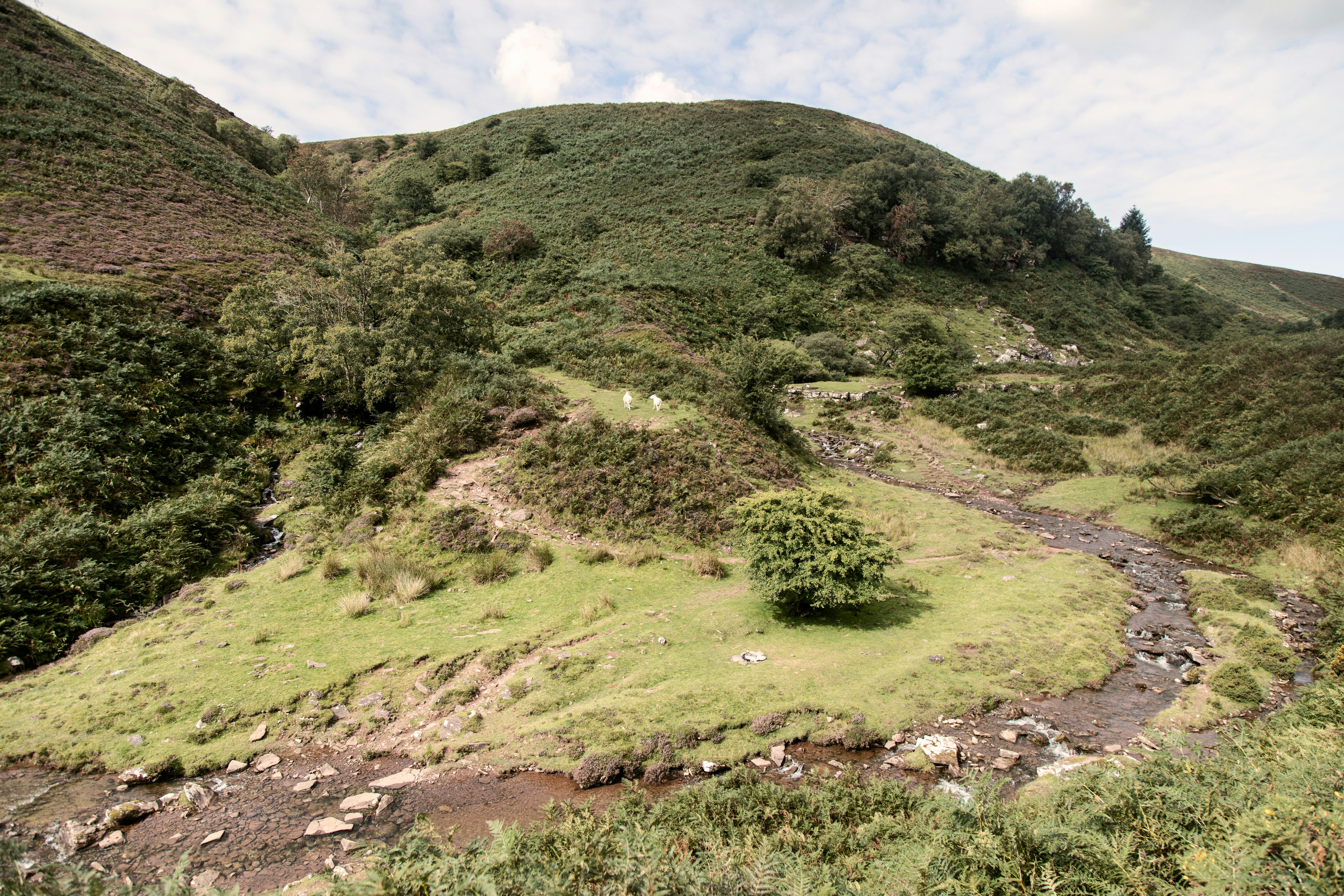 green grass field on hill
