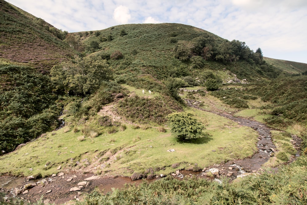 green grass field on hill