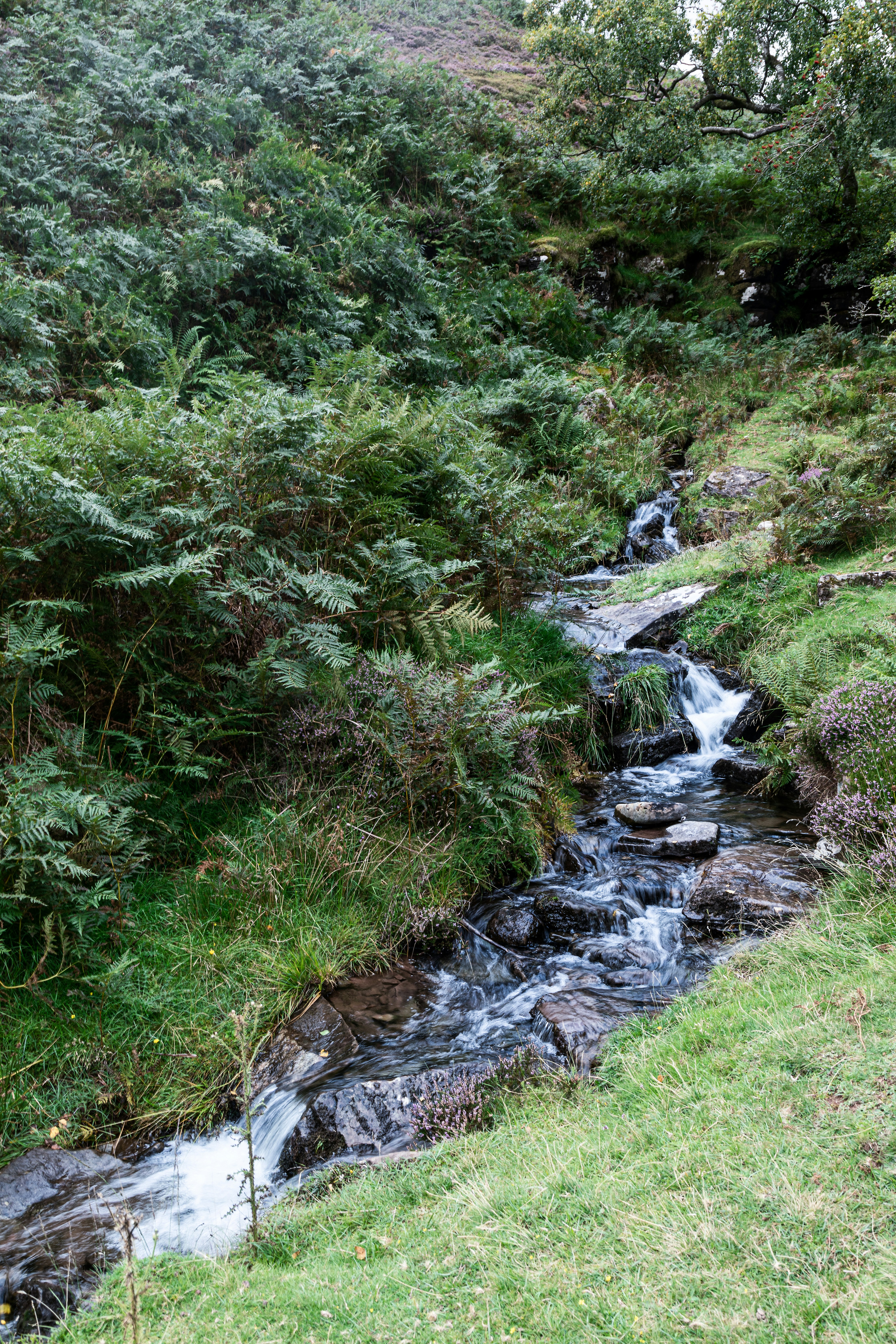 green grass and green plants