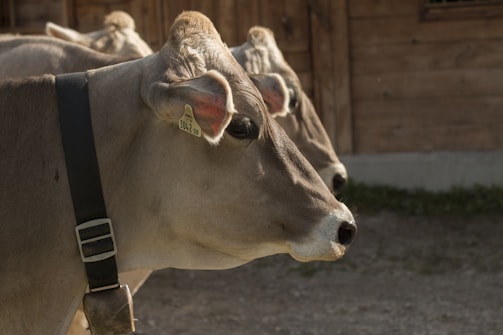 Two cows are standing side by side, facing to the right. They are wearing collars and have identification tags on their ears. The lighting is natural, and they are positioned in front of a wooden structure.