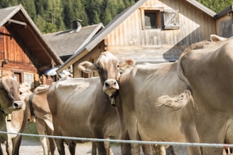 Several cows are standing close together in front of rustic wooden structures, likely barns, set in a rural area with trees in the background.