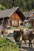 A pastoral scene featuring several cows standing near a rustic wooden farmhouse with a sloped roof. The house is surrounded by lush greenery and tall trees, indicating a rural setting in a mountainous area. There is a clear sky and the sun casts gentle shadows, adding to the serene atmosphere.