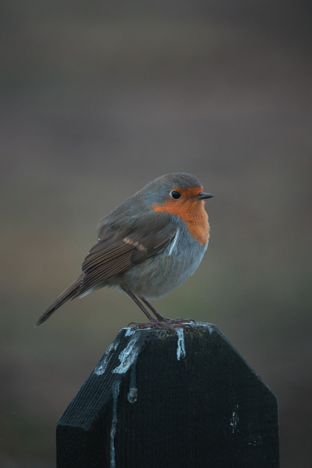 gray and orange bird on black wooden fence