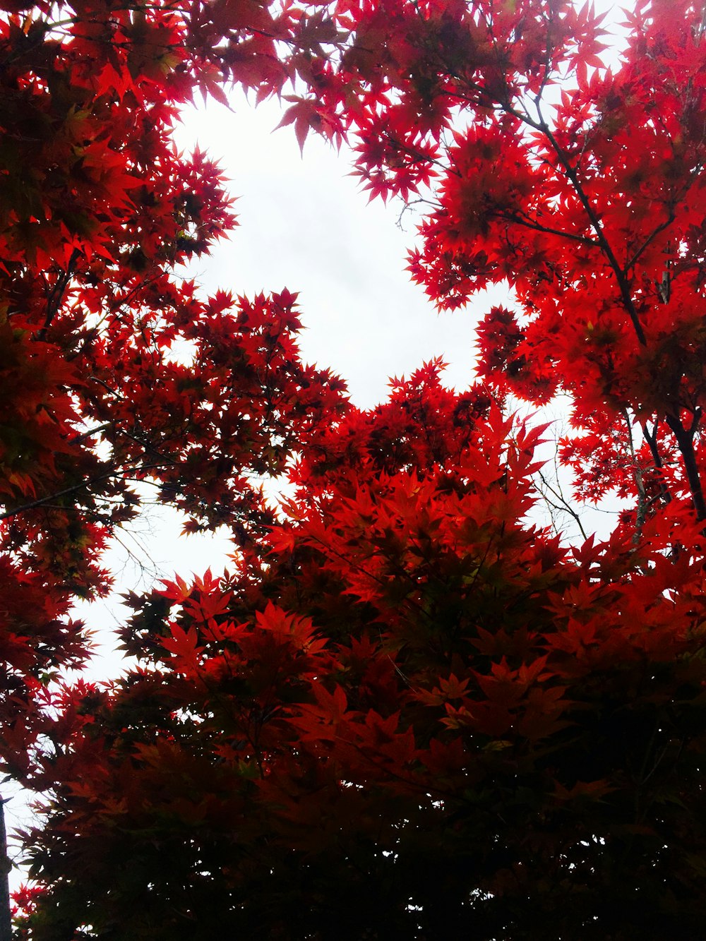 red leaf tree under white clouds during daytime